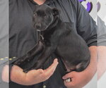 Small #1 American Staffordshire Terrier Mix