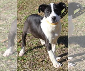 American Bulldog-Unknown Mix Dogs for adoption in Prattville, AL, USA