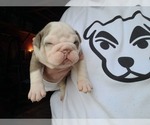 Small Photo #3 Olde English Bulldogge Puppy For Sale in GREENCASTLE, PA, USA
