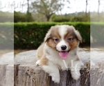 Small #3 Pembroke Welsh Corgi