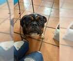 Small #4 Bulldog