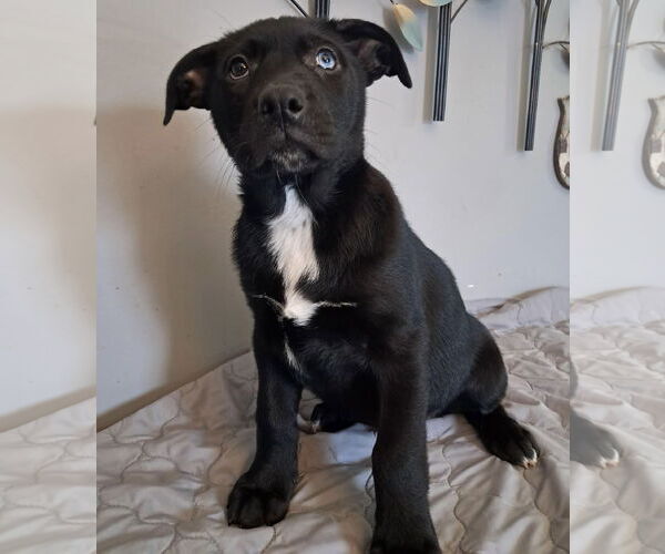 Medium Photo #3 Shepradors Puppy For Sale in Princeton, MN, USA