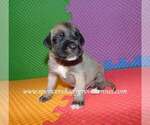 Small #9 Mastiff
