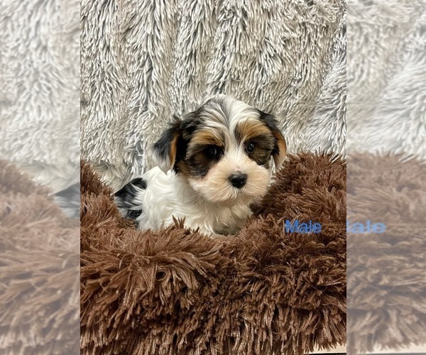 View Ad Yorkshire Terrier Puppy for Sale near Illinois, ROANOKE, USA