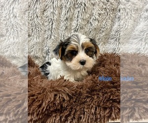 Yorkshire Terrier Puppy for Sale in ROANOKE, Illinois USA