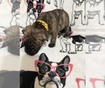 Small Photo #13 Cane Corso Puppy For Sale in WALNUT GROVE, GA, USA