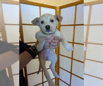 Small #3 Huskies -Labrador Retriever Mix