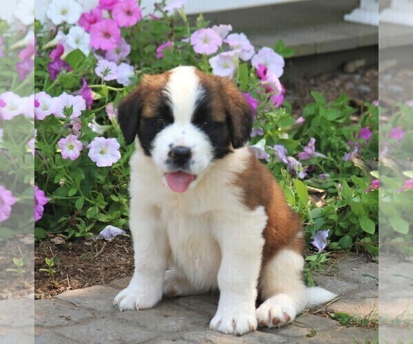 Medium Photo #4 Saint Bernard Puppy For Sale in MARIETTA, PA, USA