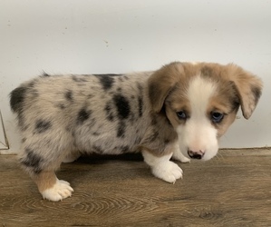 American Corgi Puppy for sale in CONWAY, MO, USA