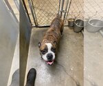 Small Photo #3 Bull-Boxer Puppy For Sale in Woodbury, MN, USA