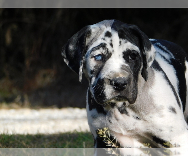 Medium Photo #2 Great Dane Puppy For Sale in LEANDER, TX, USA