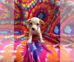 Small #1 Mutt
