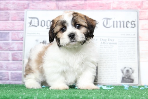 Medium Photo #6 Zuchon Puppy For Sale in BEL AIR, MD, USA