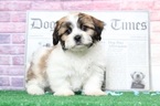 Small Photo #6 Zuchon Puppy For Sale in BEL AIR, MD, USA
