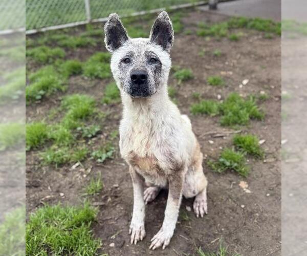 Medium Photo #2 Akita-Unknown Mix Puppy For Sale in Modesto, CA, USA