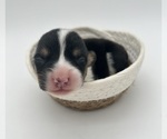 Image preview for Ad Listing. Nickname: Breezy