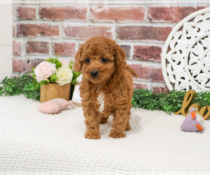 Cavapoo (Miniature) Puppy for sale in SYRACUSE, IN, USA