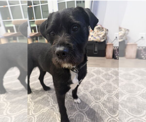 Medium Photo #1 Mutt Puppy For Sale in Morganville, NJ, USA