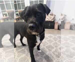 Mutt Dogs for adoption in Morganville, NJ, USA