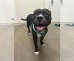 Small American Staffordshire Terrier-Bulldog Mix