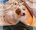 Small Photo #2 Brittany Puppy For Sale in WESTFIR, OR, USA