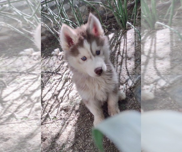 Medium Photo #5 Siberian Husky Puppy For Sale in TUCSON, AZ, USA