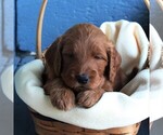 Small Photo #1 Goldendoodle Puppy For Sale in MANHEIM, PA, USA