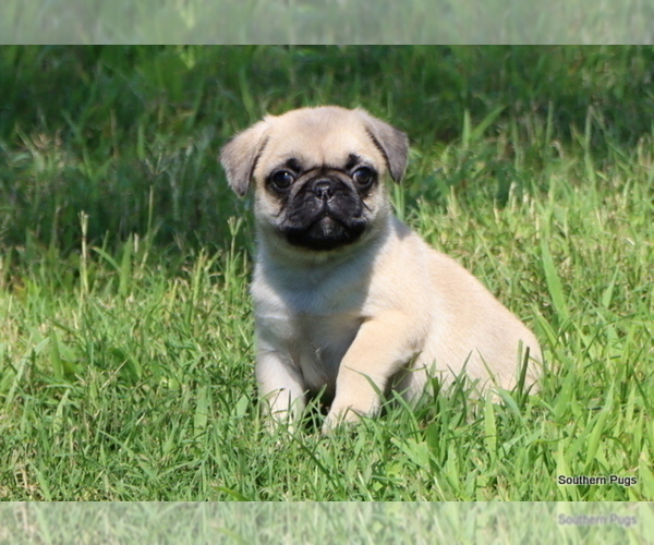 Medium Photo #12 Pug Puppy For Sale in WINNSBORO, TX, USA