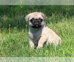 Small Photo #12 Pug Puppy For Sale in WINNSBORO, TX, USA