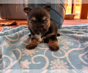 Mutt Dogs for adoption in Pacolet, SC, USA