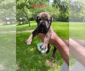 Boerboel Puppy for sale in HUNTINGTON, TX, USA