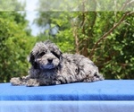 Small #26 Poodle (Toy)