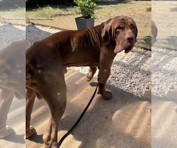 Medium Photo #7 Neapolitan Mastiff Puppy For Sale in Ellisville, MO, USA