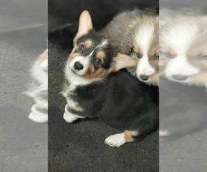 American Corgi Puppy for sale in SANDY VALLEY, NV, USA