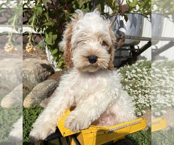 Medium Photo #1 Cockapoo (Miniature) Puppy For Sale in MIDDLEBURY, IN, USA