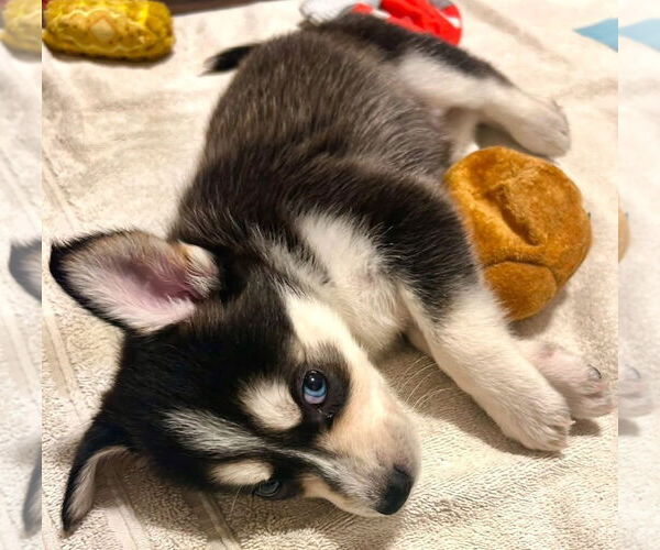 Medium Photo #2 Siberian Husky-Unknown Mix Puppy For Sale in Germantown, OH, USA