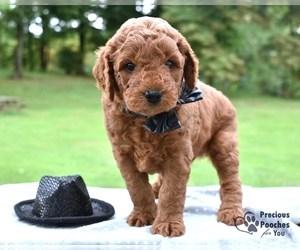 Goldendoodle (Miniature) Puppy for sale in SALEM, OH, USA