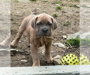Cane Corso Puppy for sale in ORANGE, CT, USA