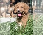 Small Photo #31 English Cream Golden Retriever-Poodle (Standard) Mix Puppy For Sale in DEARBORN, MO, USA