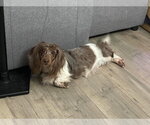 Small #6 Dachshund
