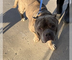 American Staffordshire Terrier-Unknown Mix Dogs for adoption in Bakersfield, CA, USA