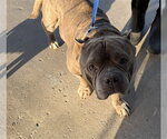 *HARRY - Male American Staffordshire Terrier-Unknown Mix Dog for Adoption - Small photo