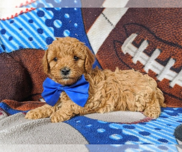 Medium Photo #2 Cavapoo Puppy For Sale in NEW PROVIDENCE, PA, USA