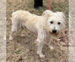 Small #1 Miniature Schnauzer Mix
