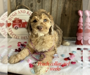 Saint Berdoodle Puppy for sale in PAW PAW, MI, USA