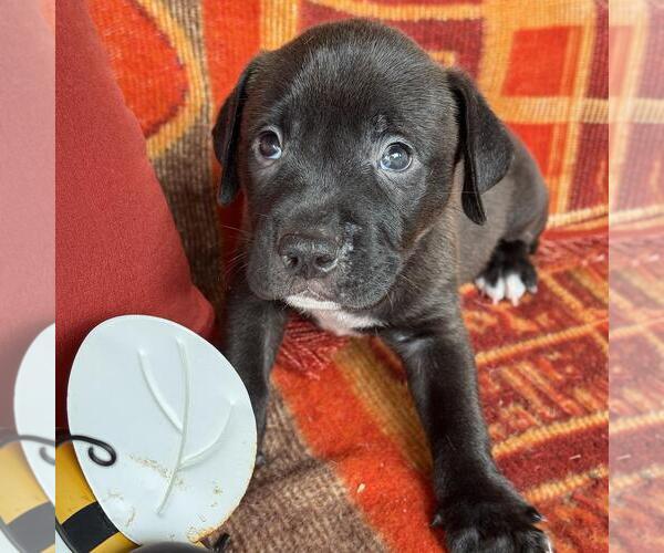 Medium Photo #2 Labrador Retriever-Unknown Mix Puppy For Sale in San Diego, CA, USA