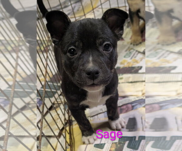 Medium Photo #7 Mutt Puppy For Sale in Des Moines, IA, USA