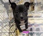 Small #6 Mutt