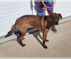 Rhodesian Ridgeback-Unknown Mix Dogs for adoption in Louisville, KY, USA