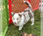 Small #2 Australian Shepherd-Miniature Australian Shepherd Mix
